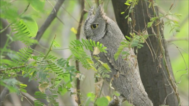 Pallid Scops-Owl - ML447011571