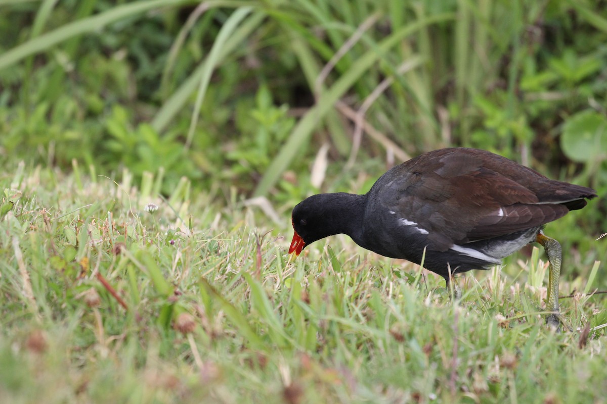 Gallinule d'Amérique - ML447011671