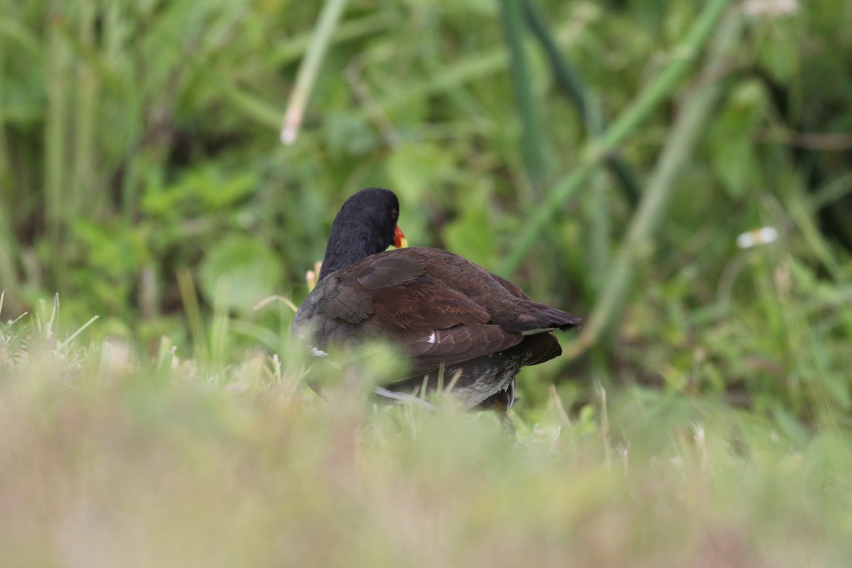 Gallinule d'Amérique - ML447011751