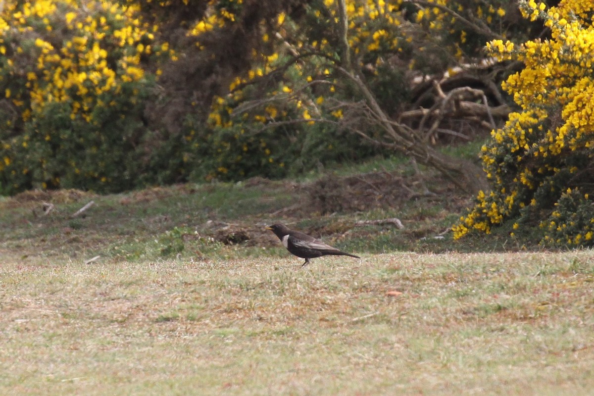 Ring Ouzel - ML447012061