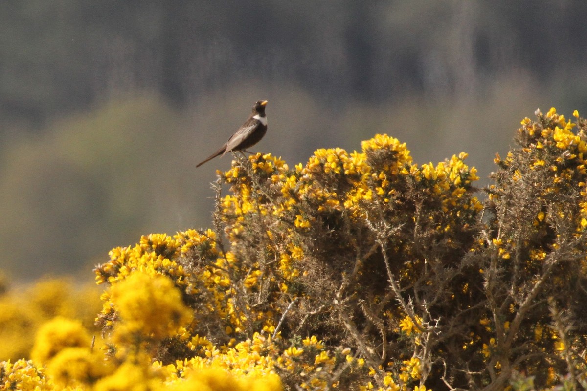 Ring Ouzel - ML447012201