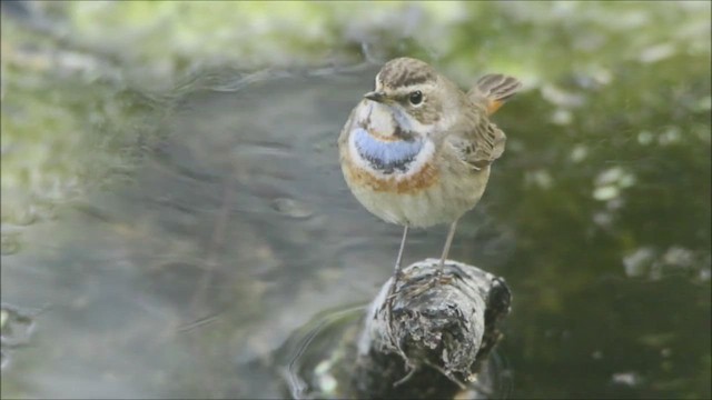 Bluethroat - ML447013121