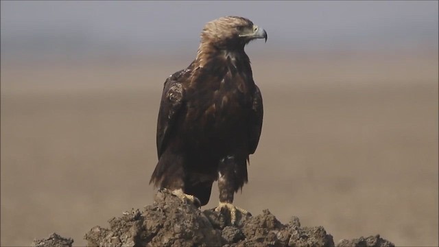 עיט שמש - ML447013491