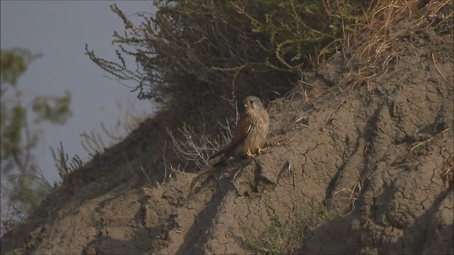 Eurasian Kestrel - ML447013631