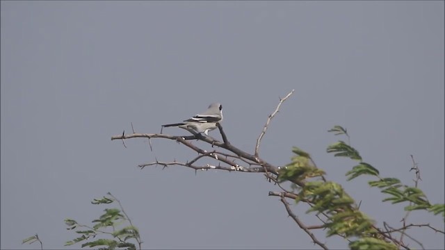 Great Gray Shrike - ML447013651