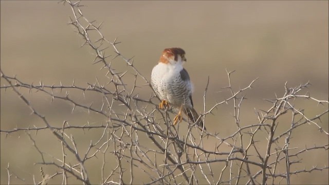 アカガシラチョウゲンボウ - ML447013711