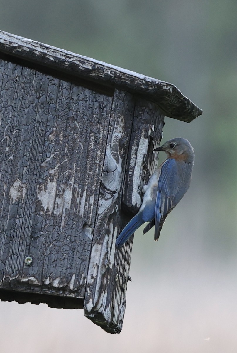 Eastern Bluebird - ML447013991