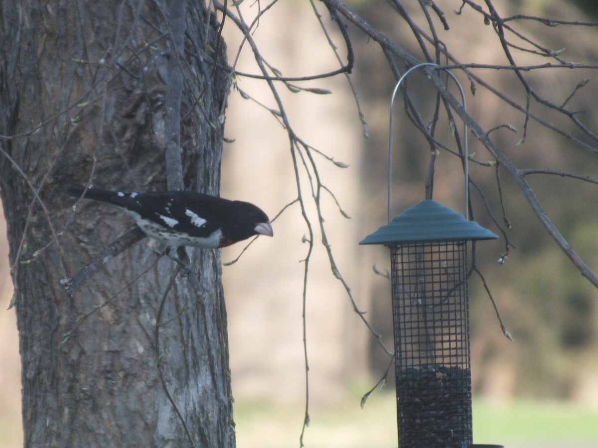 Rose-breasted Grosbeak - ML447014361