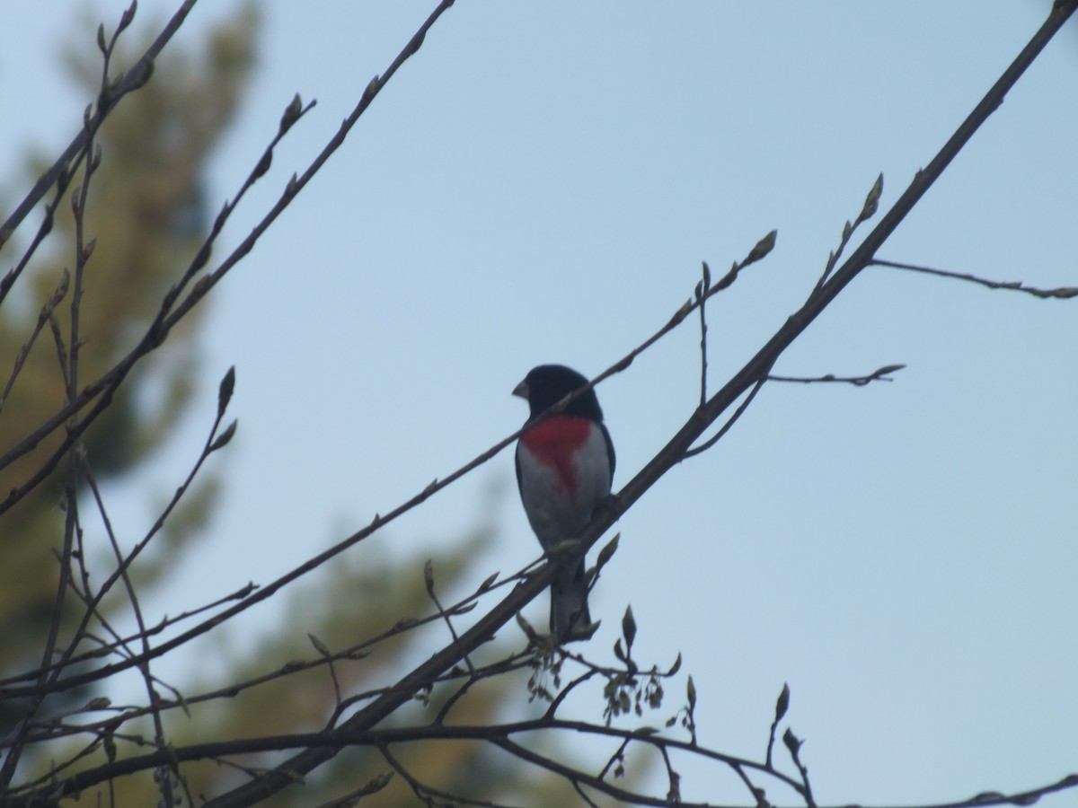 Rose-breasted Grosbeak - ML447014511