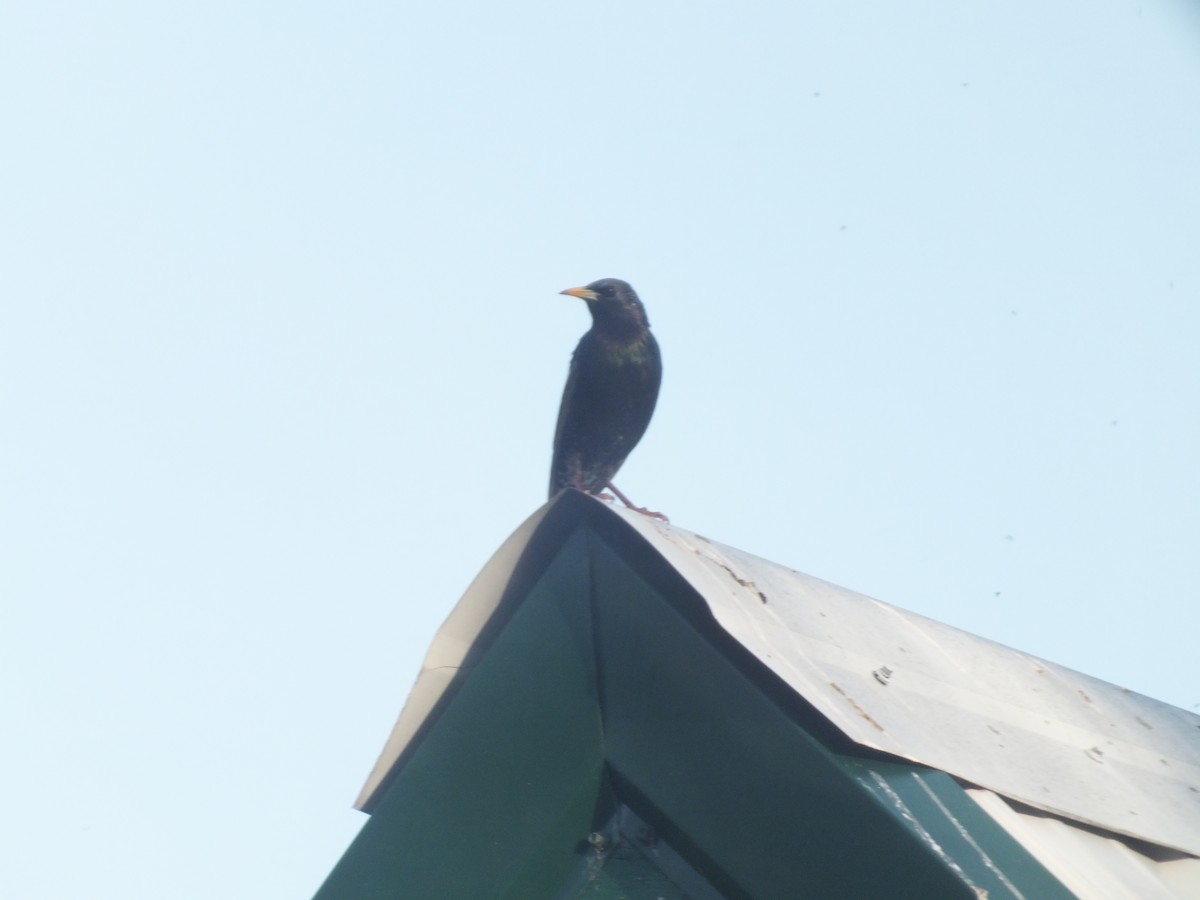 European Starling - ML447014631
