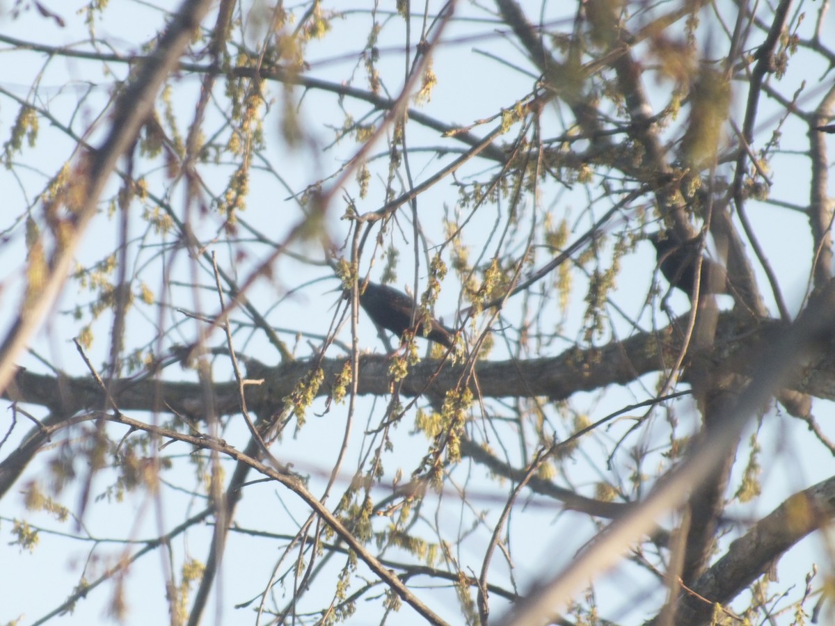 European Starling - ML447014661