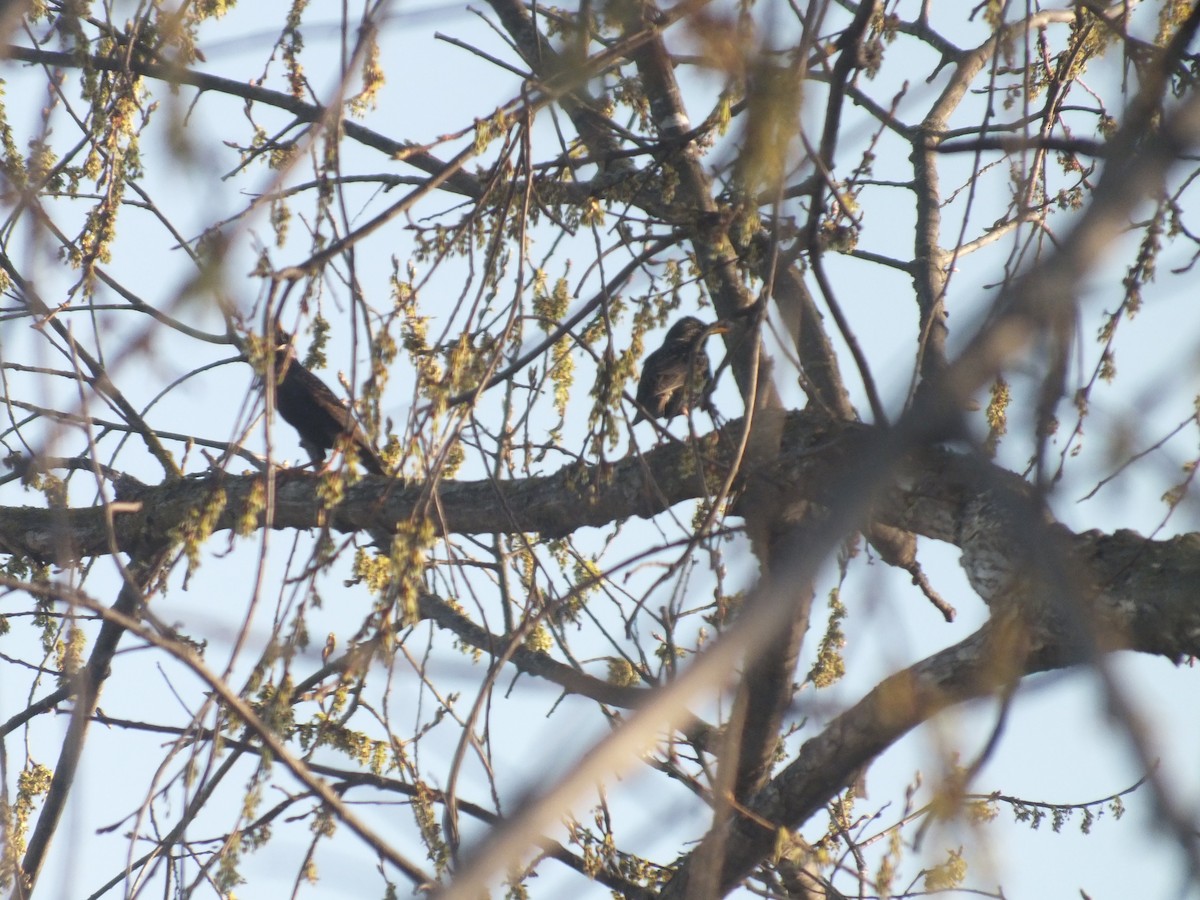 European Starling - ML447014821