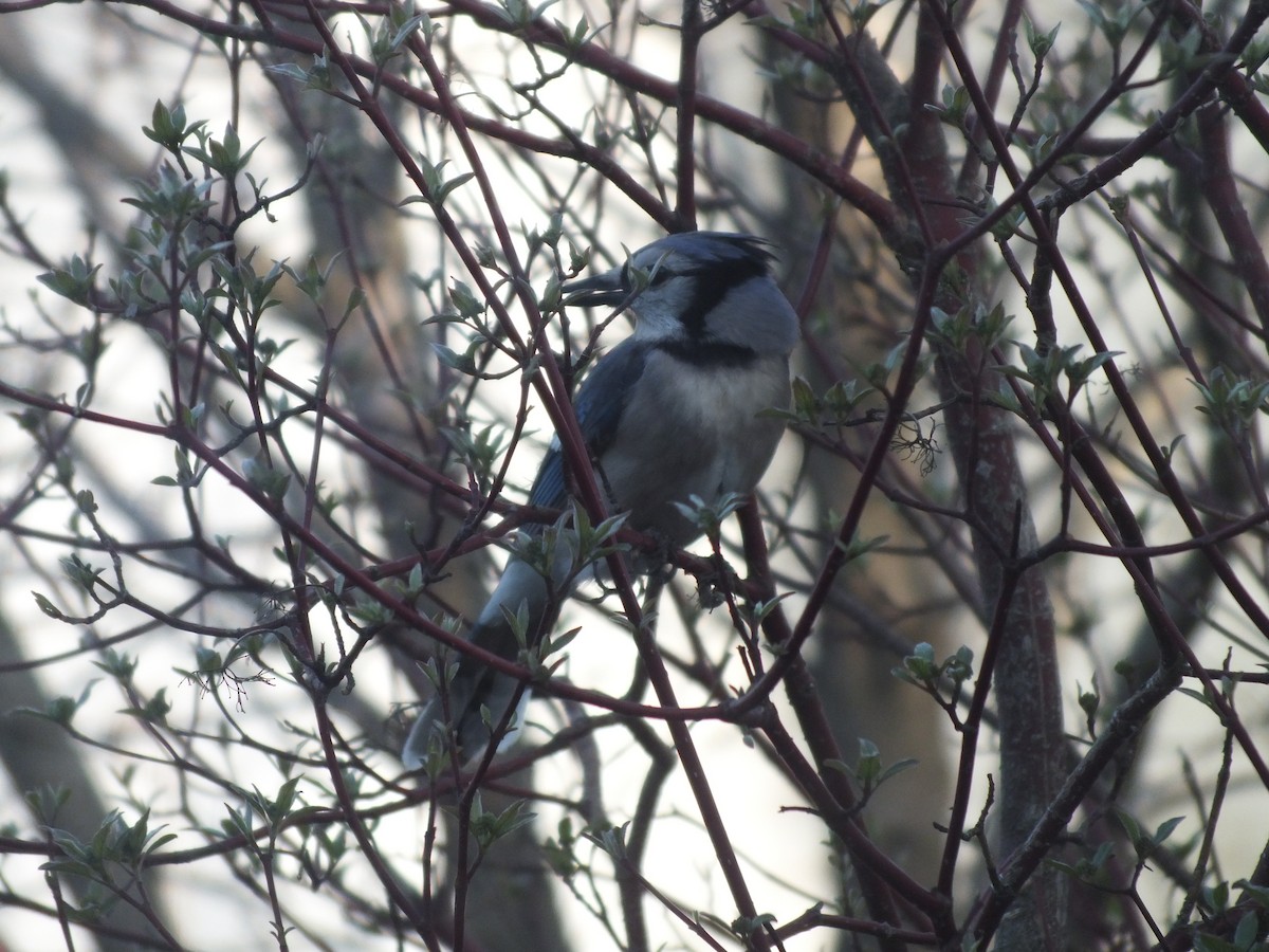 Blue Jay - ML447014891