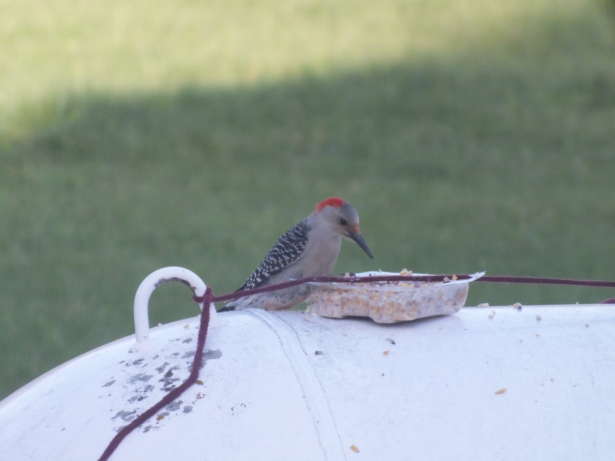 Red-bellied Woodpecker - ML447014931