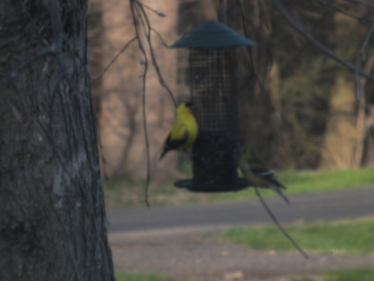 American Goldfinch - ML447015031