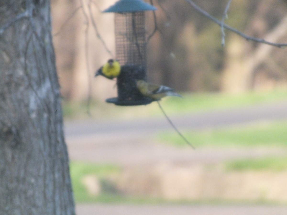 American Goldfinch - ML447015171