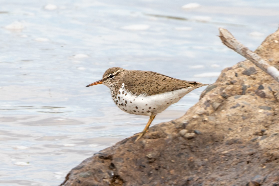 flekksnipe - ML447015221