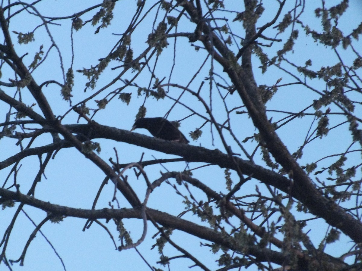 European Starling - ML447015251