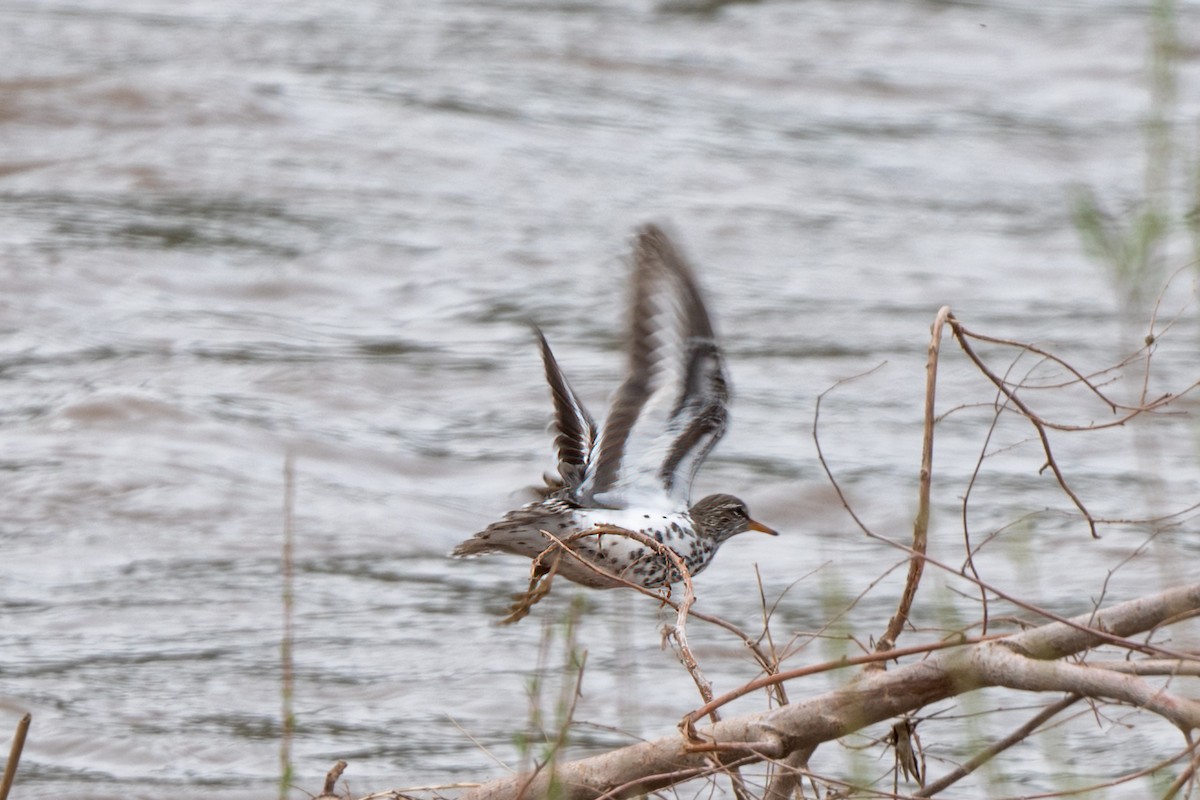 flekksnipe - ML447015271