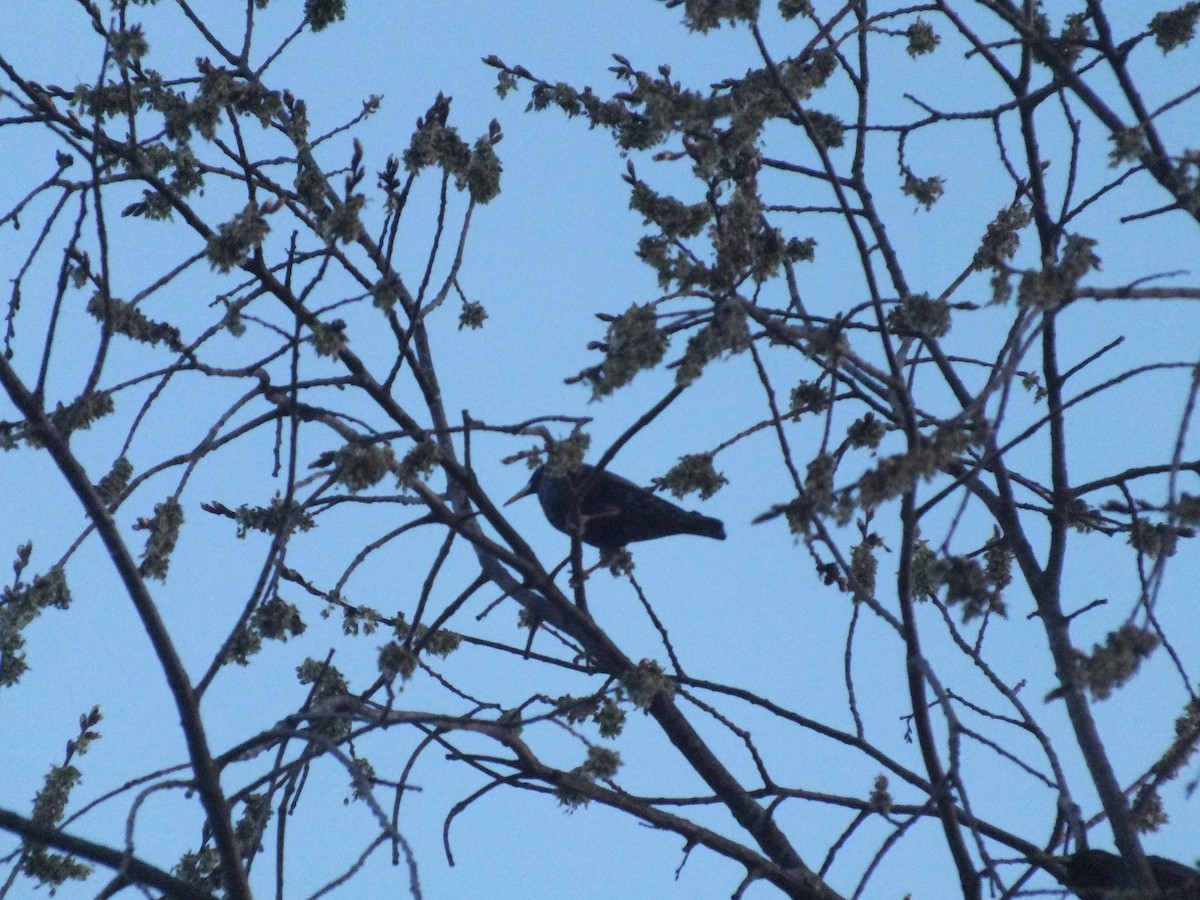 European Starling - ML447015291