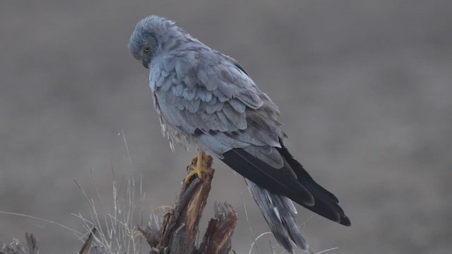 Montagu's Harrier - ML447015301