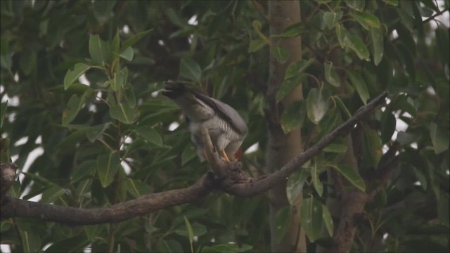 Red-necked Falcon - ML447015541