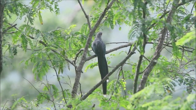 Green-billed Malkoha - ML447015981