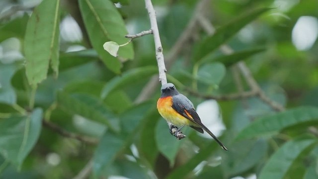 Small Minivet - ML447016171