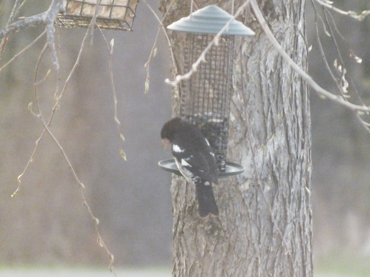 Rose-breasted Grosbeak - ML447016211