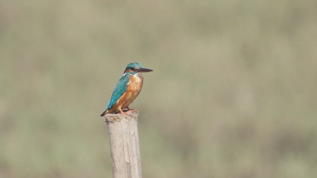 Martin-pêcheur d'Europe - ML447016241