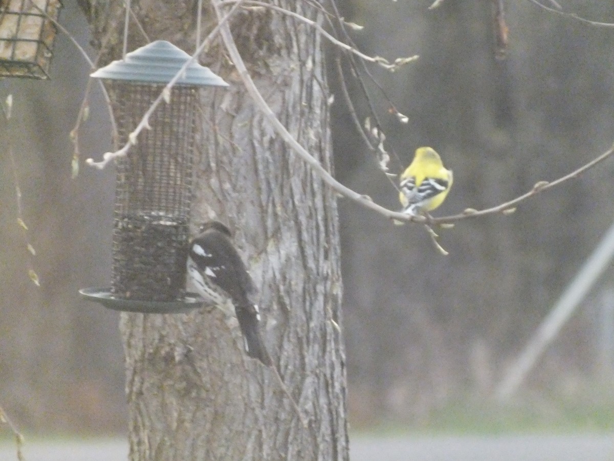 American Goldfinch - ML447016251