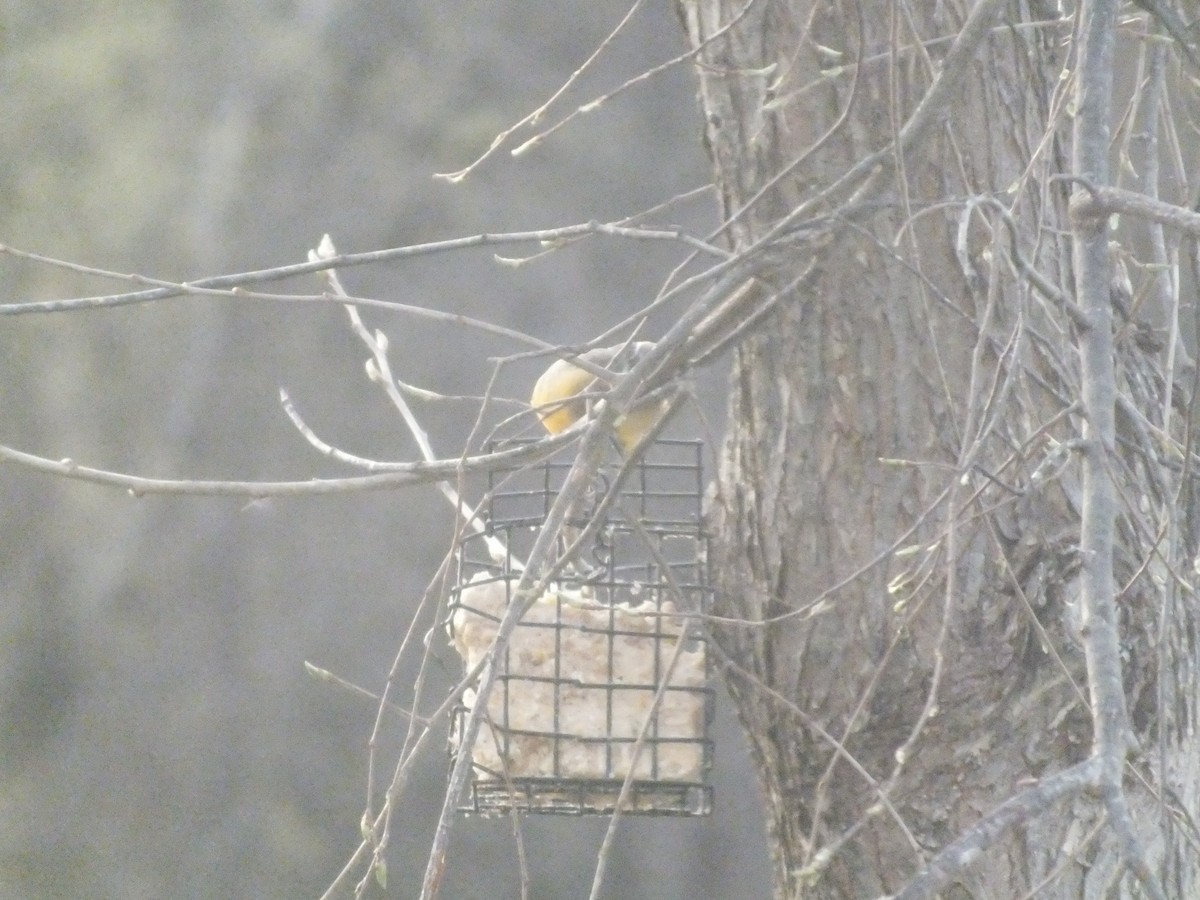 American Goldfinch - ML447016321