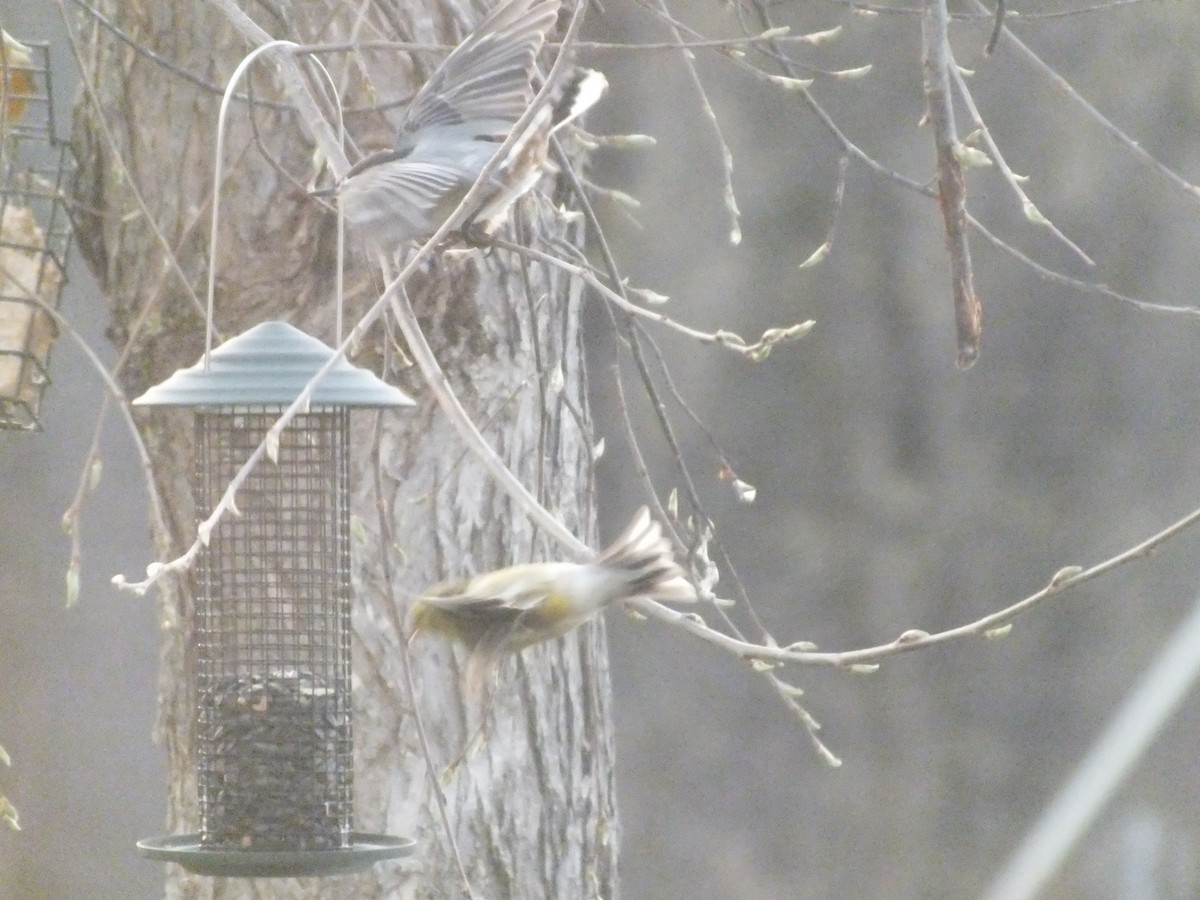 American Goldfinch - ML447016361
