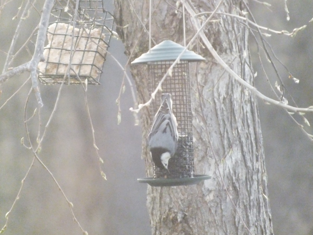 White-breasted Nuthatch - ML447016381