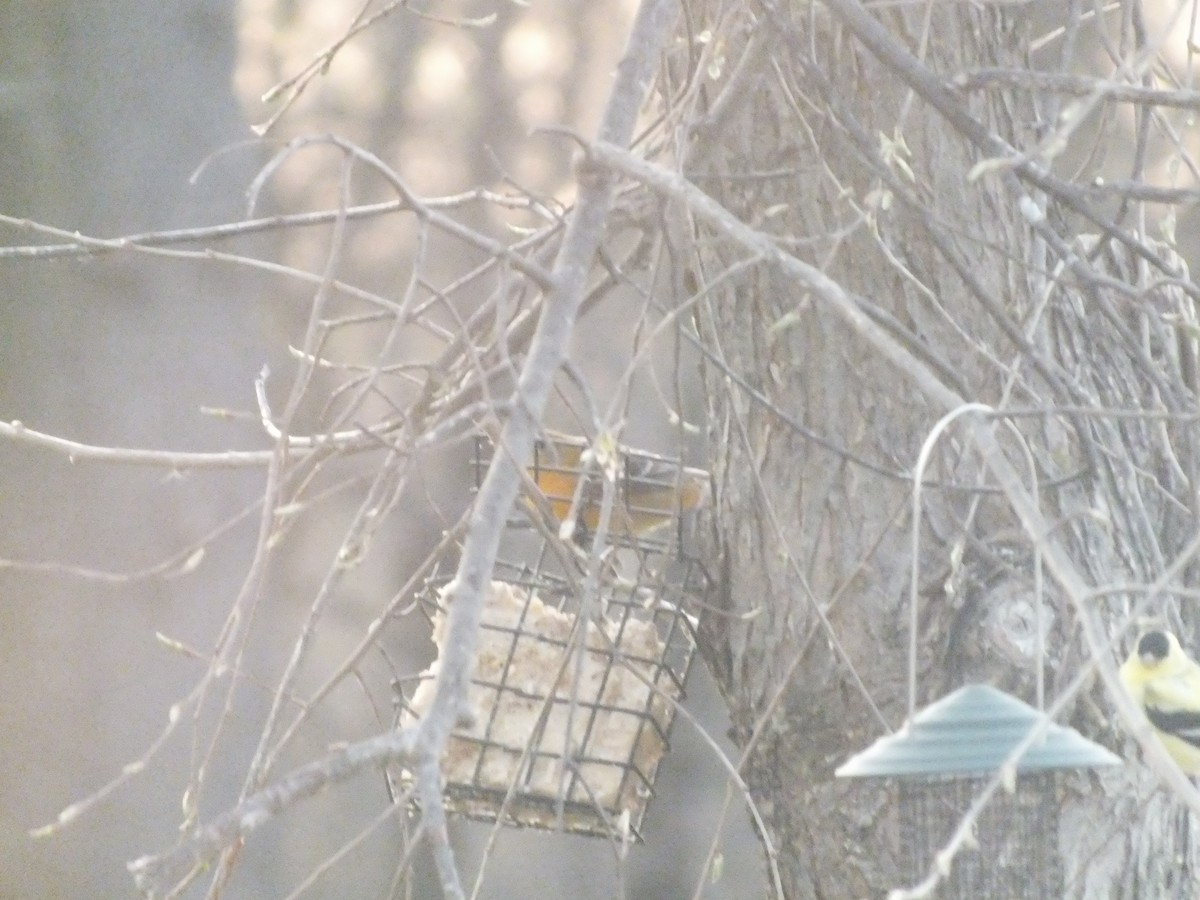 American Goldfinch - ML447016411