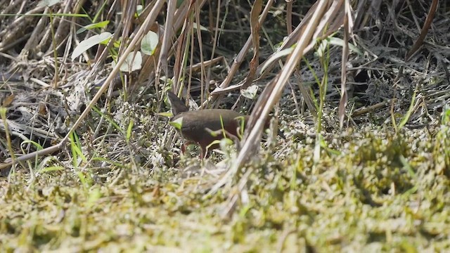 Ruddy-breasted Crake - ML447016651