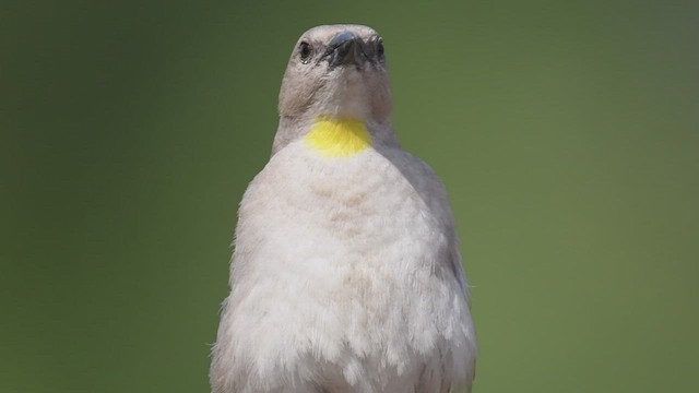 Yellow-throated Sparrow - ML447016811