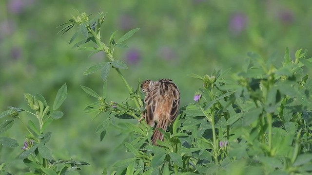 Cisticole des joncs - ML447017031