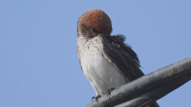 Streak-throated Swallow - ML447017161