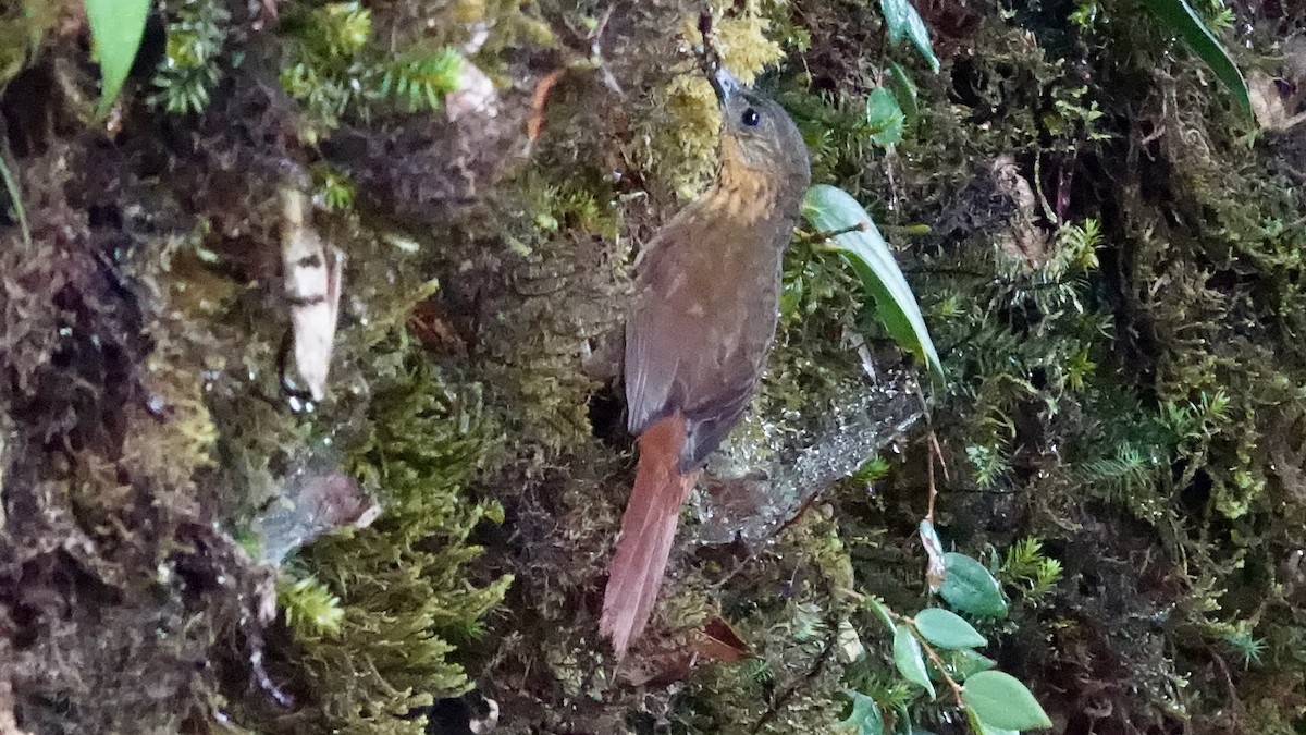 Streak-breasted Treehunter - ML447018141