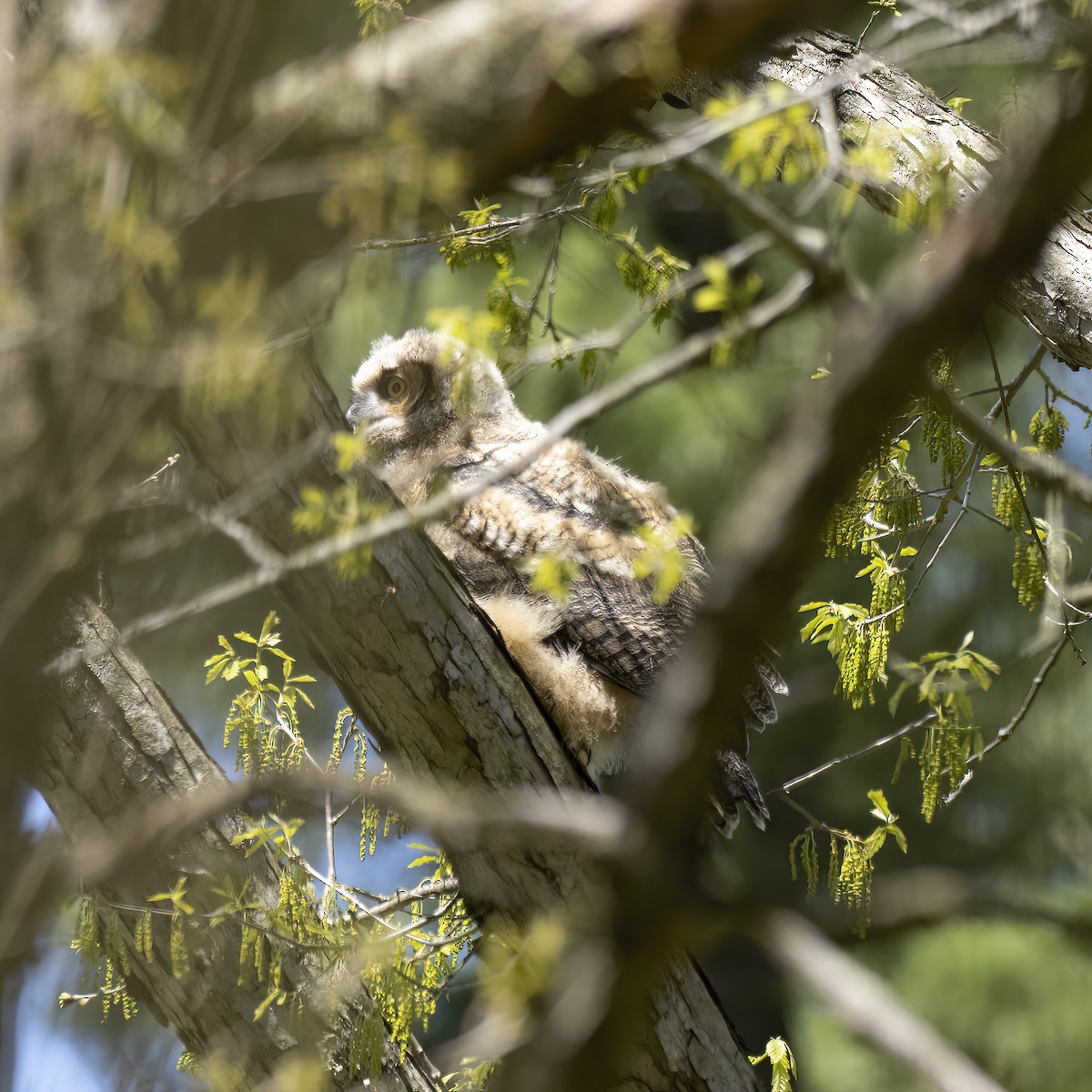 Great Horned Owl - ML447018281
