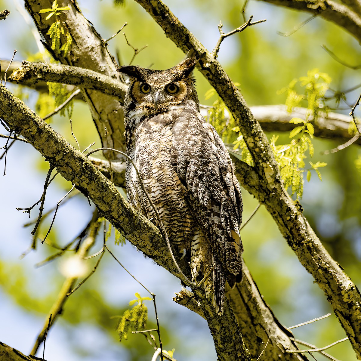 Great Horned Owl - ML447019011