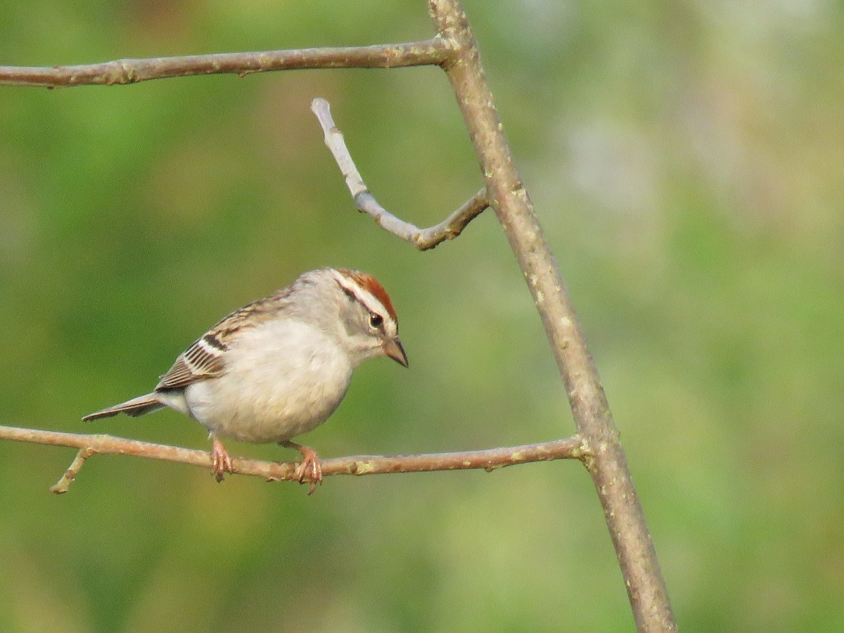 Chipping Sparrow - ML447021421
