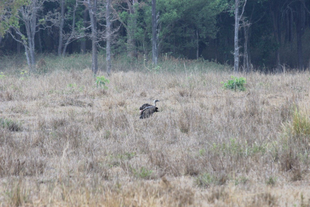 Indian Vulture - ML447021801