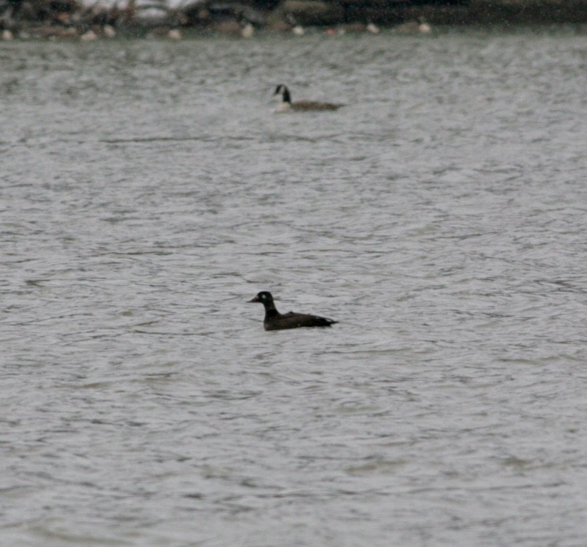 White-winged Scoter - ML44702291