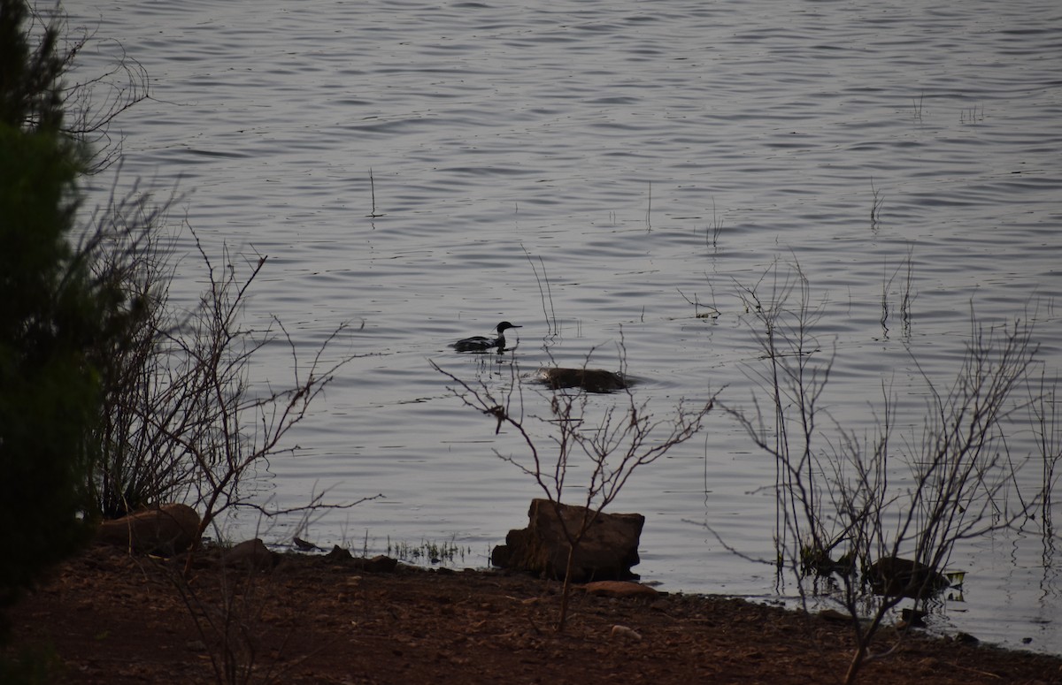 Red-breasted Merganser - ML447026531