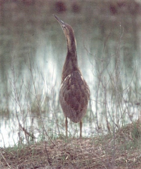 American Bittern - ML447026561