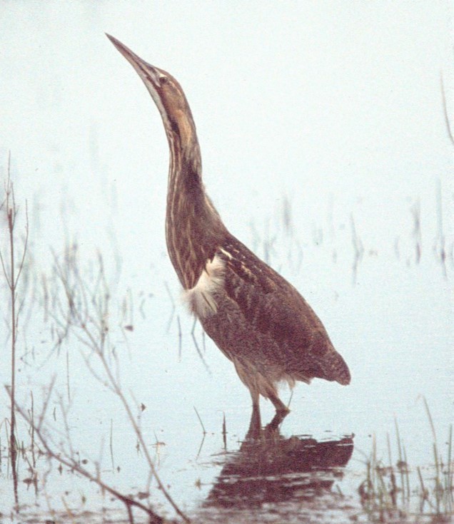 American Bittern - Mark Robbins