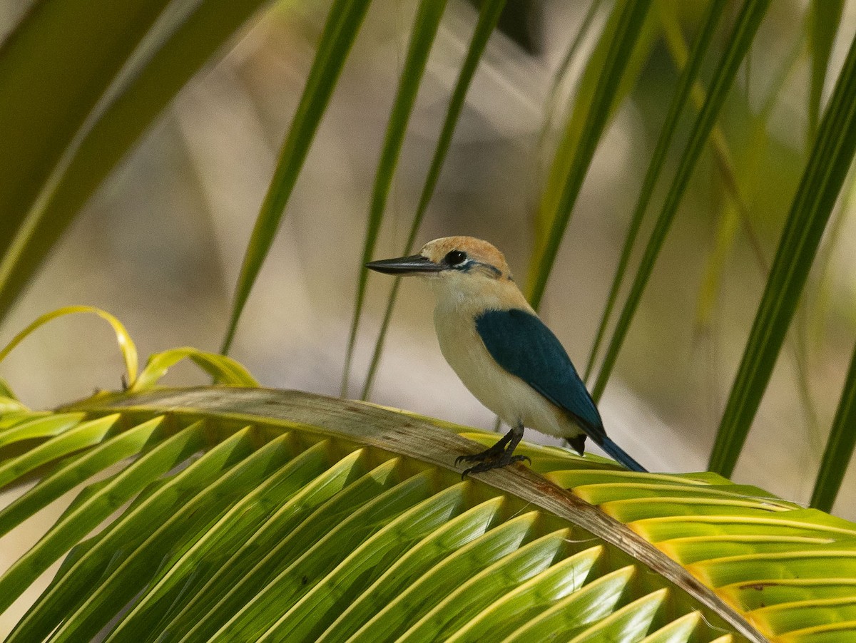 Tuamotu Kingfisher (Niau) - Santiago Imberti