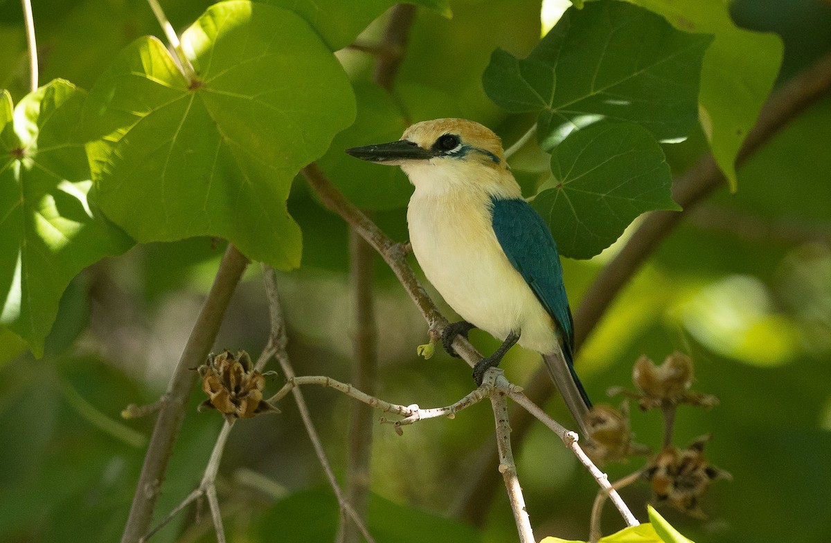 Tuamotu Kingfisher (Niau) - Santiago Imberti